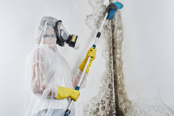 Best Industrial Mold Remediation in Westwood, MI