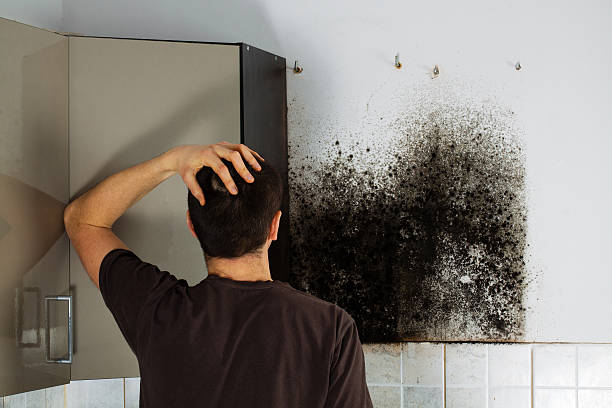 Best Residential Mold Remediation in Westwood, MI
